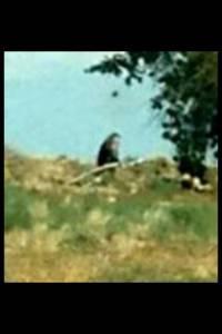 Same photo zoomed in. This photo is very odd, but the size and shape looks a lot like a Bigfoot. In addition, Harris' contacts are probably good and I doubt if there are a lot of sophisticated hoaxers on the Navajo Reservation.