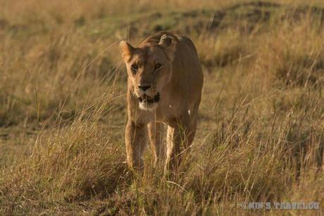 A lioness - Female lion with no mane around it makes her more agile to hunt for the prey's food