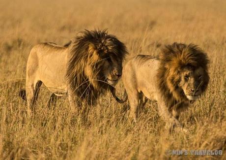 Buddies - Male lions , do join together even when they are unrelated as the dangers and lack of opportunities for single males seem to be so great. Unrelated males will form coalitions that last for years. This is Scarface and his buddy.