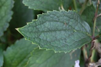 Clematis heracleifolia Leaf (21/09/2013, Kew Gardens, London)