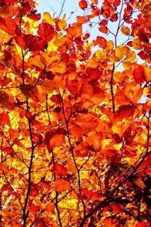 Colors in Fall Season