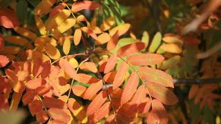 Colors in Fall Season
