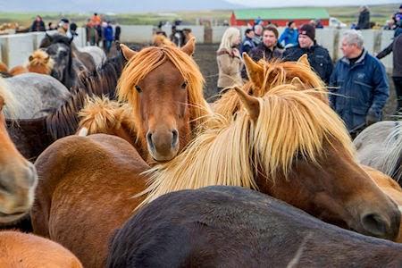 The Annual Horse Roundup At Sauðárkrókúr