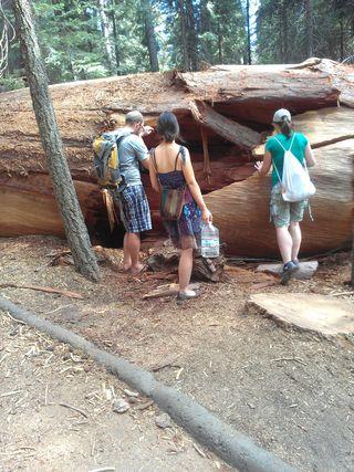 Sliver of a fallen sequoia