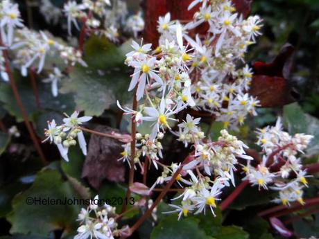 Saxifraga fortunei