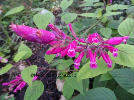 Salvia involucrata boutin