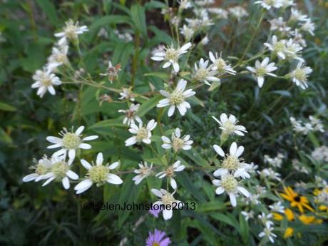 Aster umbellatus