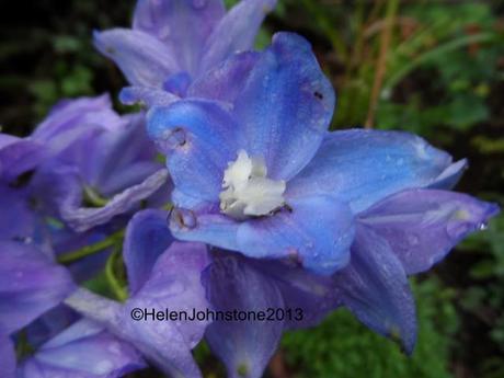 Delphinium