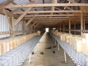 Inside a Mink Farm, 2013
