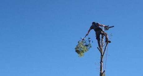 Cutting down a big tree