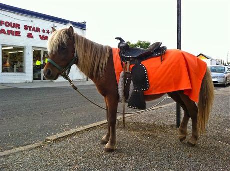 Pony-Rides-at-The-Farmingdale-Fair