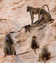 Living in the cliffs is how modern Savannah dwelling primates, like these baboons, survive