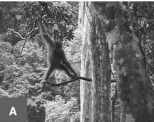An orang-utan walking along a branch