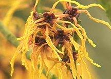 Witch Hazel