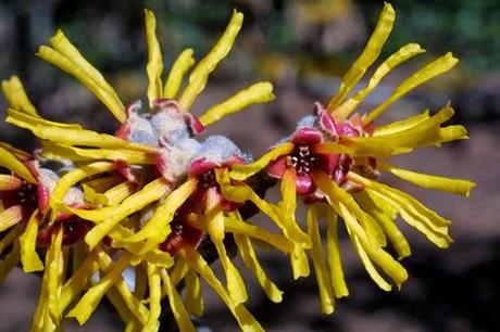 Witch Hazel