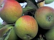 Fried Apples with Cinnamon Sugar