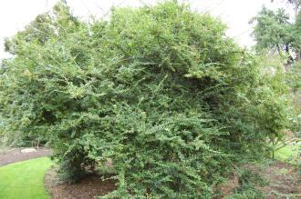 Ligustrum delavayanum (21/09/2013, Kew Gardens, London)