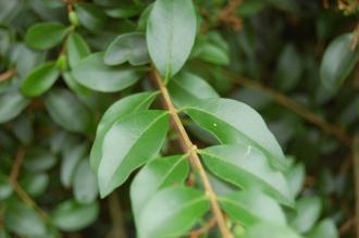 Ligustrum delavayanum Leaf (21/09/2013, Kew Gardens, London)