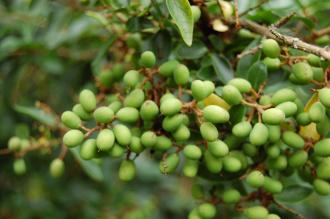 Ligustrum delavayanum Berries (21/09/2103, Kew Gardens, London)