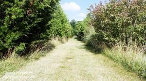 McVey Memorial Forest in Farmland, Indiana