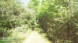 McVey Memorial Forest in Farmland, Indiana