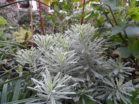 Euphorbia characias 'Silver Swan'