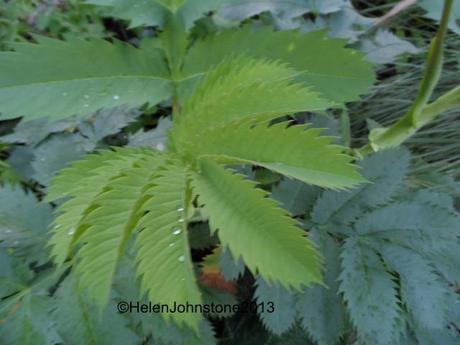 Melianthus major