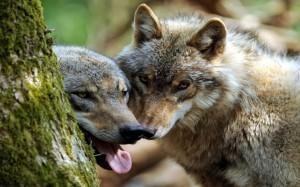 The range of the Gray wolf used to extend across almost the entire northern hemisphere, today they inhabit less than 5 percent of their original territory. Ingo Wagner/AFP