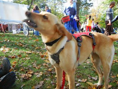 Harvest Fest Parade