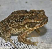 Featured Animal: Marine Toad