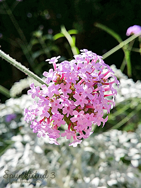 Flower Balls