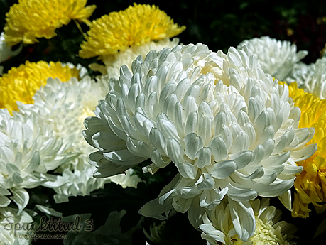 Flower Balls