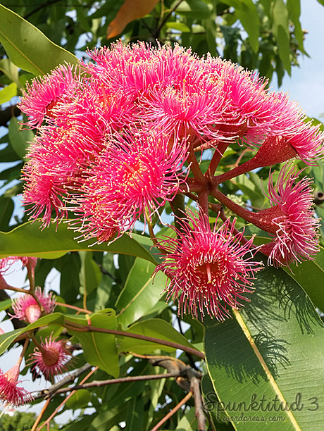 Flower Balls