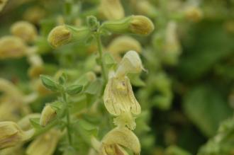 Salvia glutinosa Flower (21/09/2013, Kew Gardens, London)