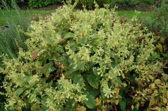 Salvia glutinosa (21/09/2013, Kew Gardens, London)