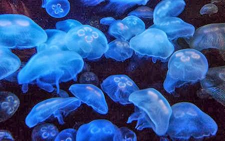 Jellyfish Are Taking Over The Seas, And It Might Be Too Late To Stop Them