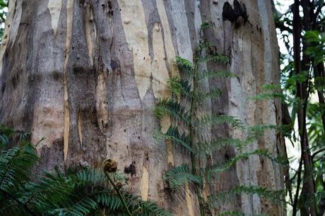 fern and mountain ash tree trunk