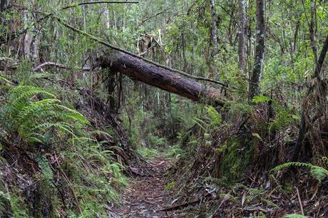 fallen tree on tramline track otways