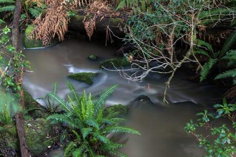 sheoak creek otways