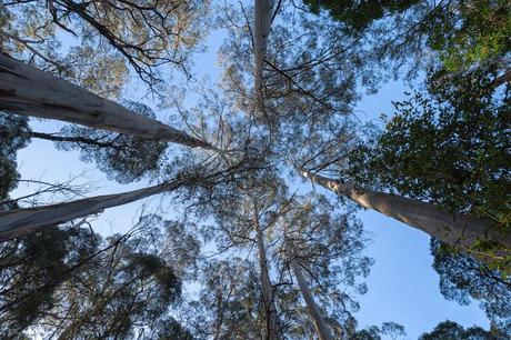 mountain ash trees otways