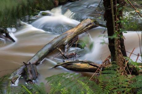 fallen trees in sheoak creek