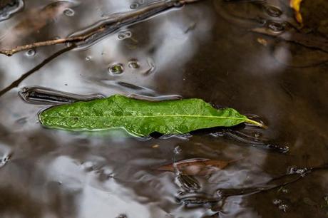 green leaf in tannin darkened water 