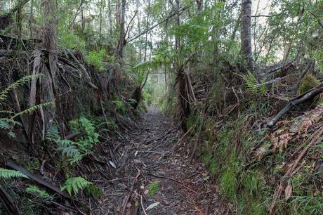 tramline track near sheoak carpark