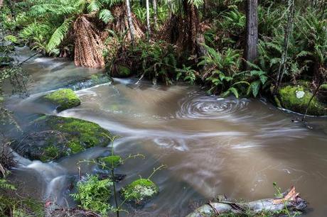 sheoak creek