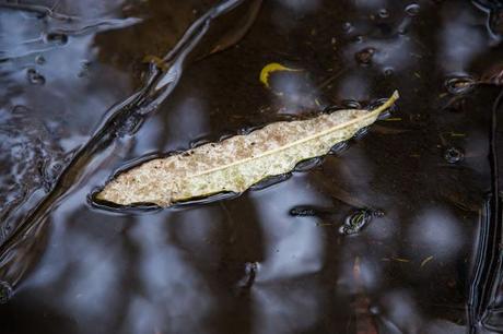 leaf in tannin darkened water