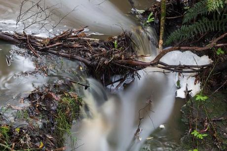 leaf debris in stream