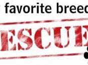 Understanding Rescued Dogs’ Behavior