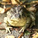 One-eyed Rocky Mountain Toad named Jill before her first roly polie feast.