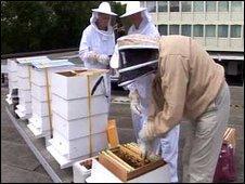 Bees on top of through at the Lancaster hotel, London
