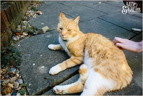 Ginger cat laying on ground at wedding